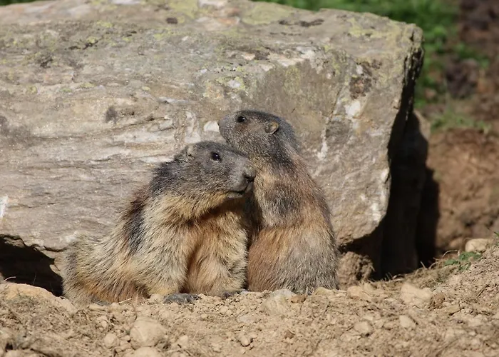 Апартаменты Haus Vogelweide